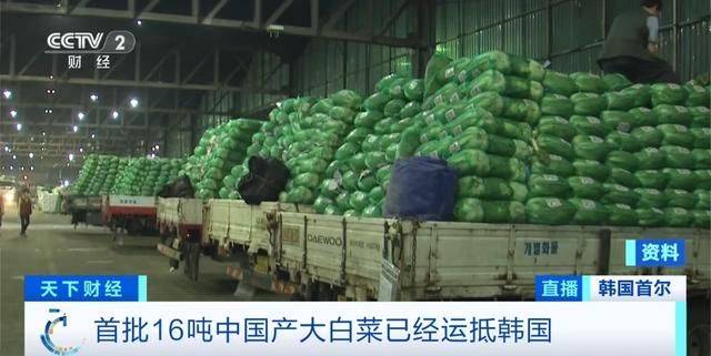 一颗卖到80元人民币吃不起 韩国人用卷心菜娃娃菜代替大白菜