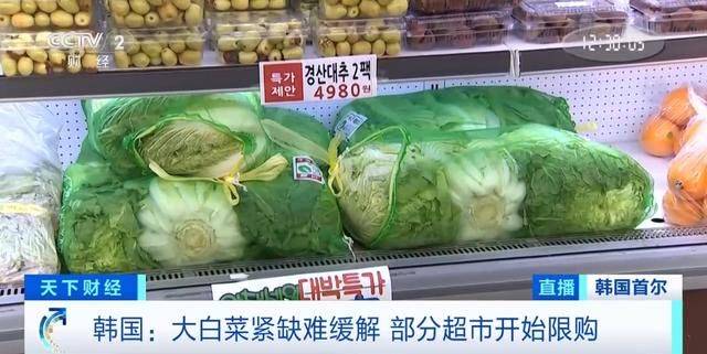 一颗卖到80元人民币吃不起 韩国人用卷心菜娃娃菜代替大白菜